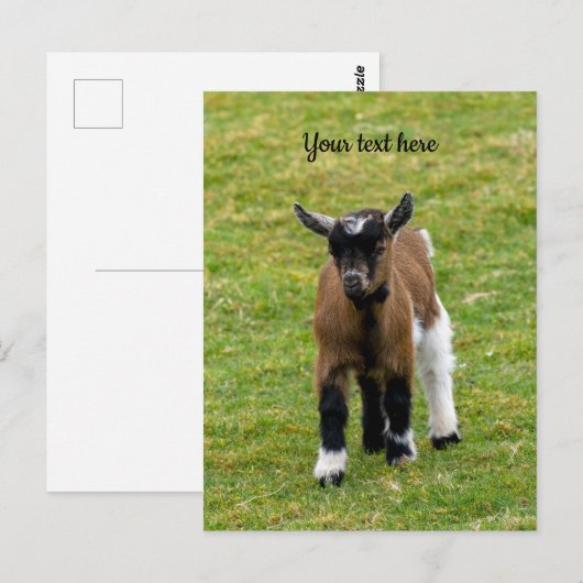 Briefkaart van Kind van Pygmy Goat (Voorkant / Achterkant)