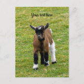 Briefkaart van Kind van Pygmy Goat (Voorkant)
