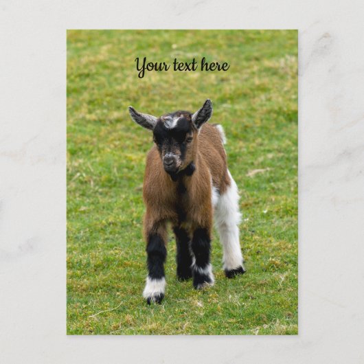 Briefkaart van Kind van Pygmy Goat (Voorkant)