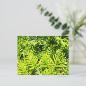 Briefkaart van King's Fern (Staand voorkant)