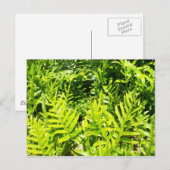 Briefkaart van King's Fern (Voorkant / Achterkant)