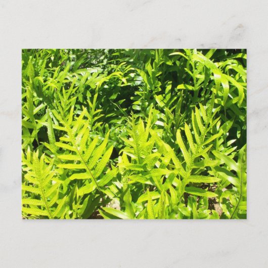 Briefkaart van King's Fern (Voorkant)