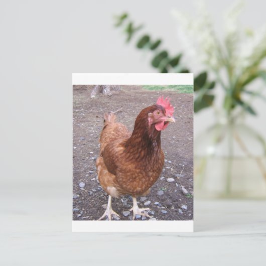 Briefkaart van kippen (Staand voorkant)