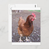 Briefkaart van kippen (Voorkant / Achterkant)