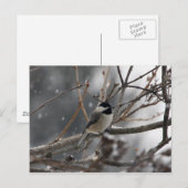 Briefkaart van kippen (Voorkant / Achterkant)