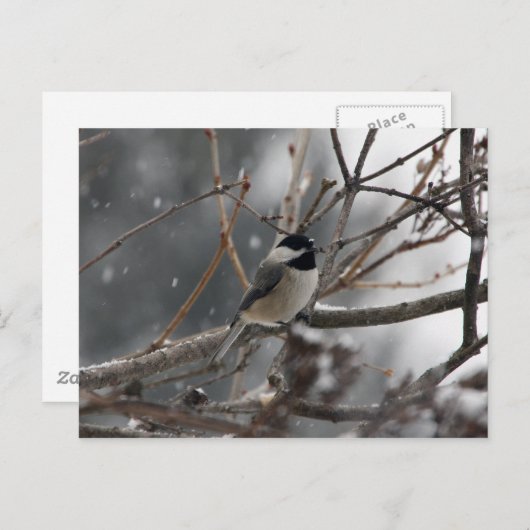 Briefkaart van kippen (Voorkant / Achterkant)