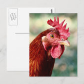 Briefkaart van kippen (Voorkant / Achterkant)