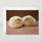 Briefkaart van kippen (Voorkant / Achterkant)