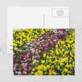 Briefkaart van kleurrijke tuin (Voorkant / Achterkant)