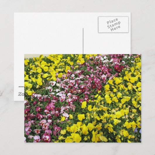 Briefkaart van kleurrijke tuin (Voorkant / Achterkant)