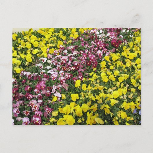 Briefkaart van kleurrijke tuin (Voorkant)