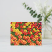Briefkaart van kleurrijke veertulpen (Staand voorkant)