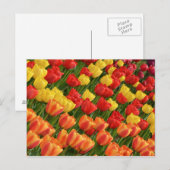 Briefkaart van kleurrijke veertulpen (Voorkant / Achterkant)