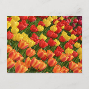 Briefkaart van kleurrijke veertulpen