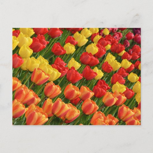 Briefkaart van kleurrijke veertulpen (Voorkant)