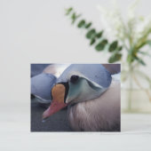 briefkaart van koningseiderdieren (Staand voorkant)