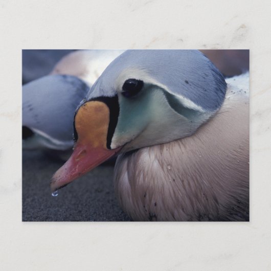 briefkaart van koningseiderdieren (Voorkant)