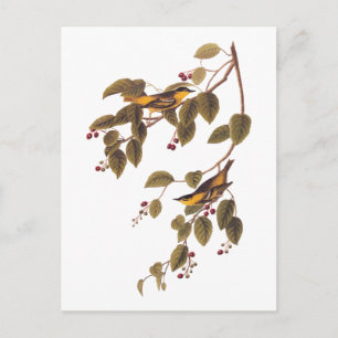 Briefkaart van koolzuurhoudende lichte audubon