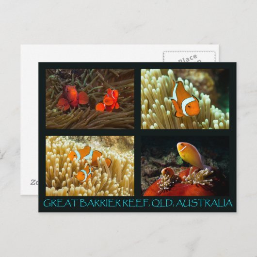 Briefkaart van koraal Zee - Clownvis (Voorkant / Achterkant)