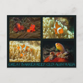 Briefkaart van koraal Zee - Clownvis (Voorkant)