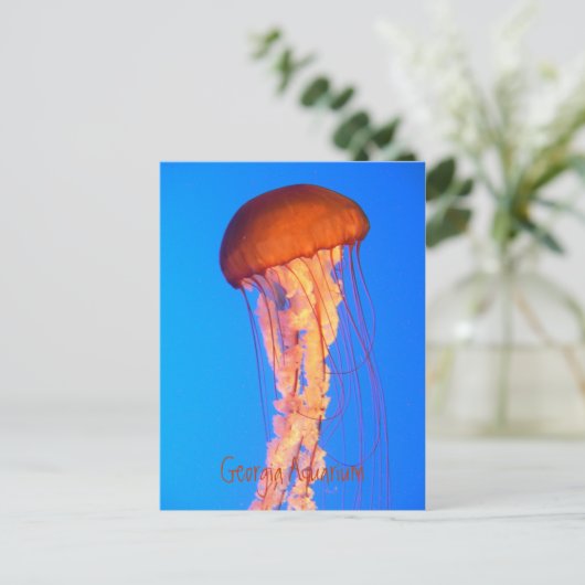 Briefkaart van kwallen (Staand voorkant)