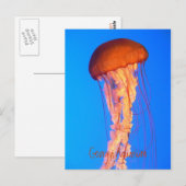 Briefkaart van kwallen (Voorkant / Achterkant)