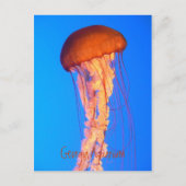 Briefkaart van kwallen (Voorkant)