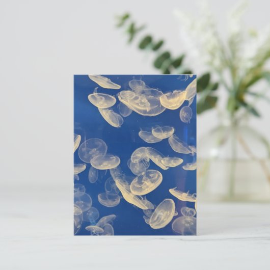 Briefkaart van kwallen (Staand voorkant)