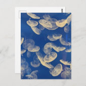 Briefkaart van kwallen (Voorkant / Achterkant)