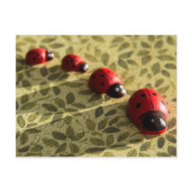 Briefkaart van Ladybugs