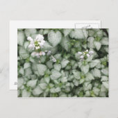 Briefkaart van Lamium maculatum (White Nancy) (Voorkant / Achterkant)