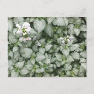 Briefkaart van Lamium maculatum (White Nancy)