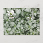 Briefkaart van Lamium maculatum (White Nancy) (Voorkant)