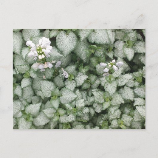 Briefkaart van Lamium maculatum (White Nancy) (Voorkant)