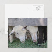 Briefkaart van lammeren (Voorkant / Achterkant)