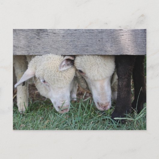 Briefkaart van lammeren (Voorkant)