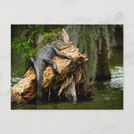 Briefkaart van Lazy Alligator door DeGruy