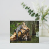 Briefkaart van Lazy Alligator door DeGruy (Staand voorkant)