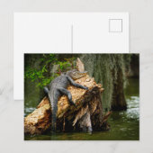 Briefkaart van Lazy Alligator door DeGruy (Voorkant / Achterkant)