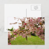 Briefkaart van lente-bloesems (Voorkant / Achterkant)