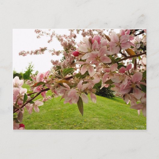 Briefkaart van lente-bloesems (Voorkant)