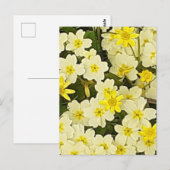 Briefkaart van lente-primroses (Voorkant / Achterkant)