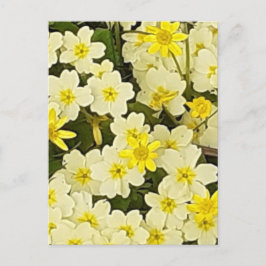 Briefkaart van lente-primroses