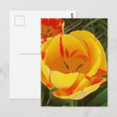 Briefkaart van lentetelers (Voorkant / Achterkant)