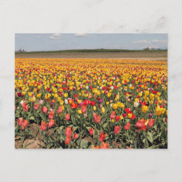 Briefkaart van lentetulp