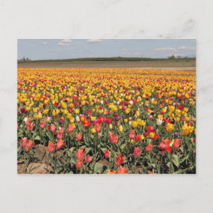 Briefkaart van lentetulp