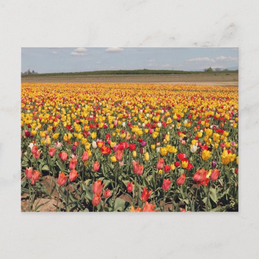 Briefkaart van lentetulp (Voorkant)