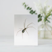 Briefkaart van Leucauge Orb Weaver Spider (Staand voorkant)