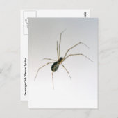 Briefkaart van Leucauge Orb Weaver Spider (Voorkant / Achterkant)