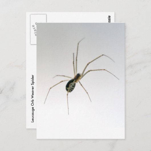 Briefkaart van Leucauge Orb Weaver Spider (Voorkant / Achterkant)